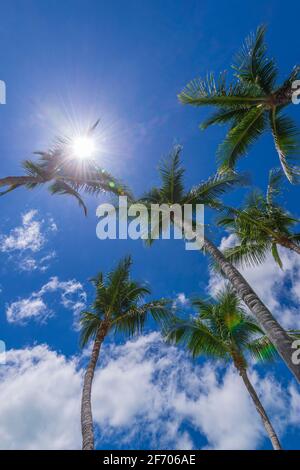 Guardando su a palme multiple, Key Largo Florida USA Foto Stock