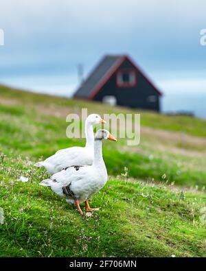 White oche domestiche sulla verde erba dei pascoli nei pressi delle isole Faeroeer tradicional nero della casa. Isole Faerøer, Danimarca Foto Stock