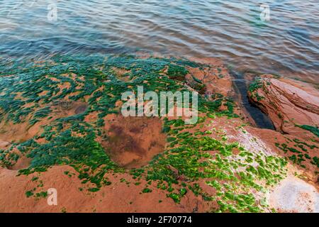 Guardando giù su un piccolo letto di vibrante muschio di mare che cresce su una pietra rossa poco profonda; lavato con lumache di mare striscianti trascinate dalle correnti dall'Atl Foto Stock