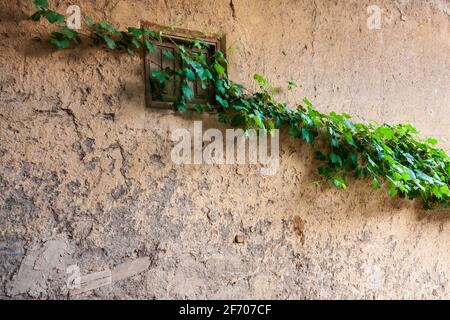 Vite che copre una vecchia e rustica finestra con un muro di adobe. Situato nel villaggio di Masuleh, provincia di Gilan, dell'Iran Foto Stock