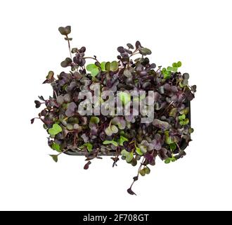 Primo piano i germogli di ravizzone di colore viola fresco in plastica nera vassoio più proverse isolato su sfondo bianco, vista dall'alto rialzata, direttamente sopra Foto Stock