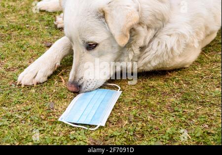 Cane bianco con la maschera protettiva in giardino. Foto Stock