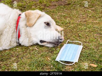 Cane bianco con la maschera protettiva in giardino. Foto Stock