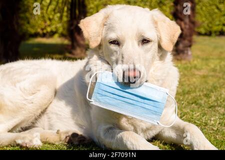 Cane bianco con la maschera protettiva in giardino. Foto Stock