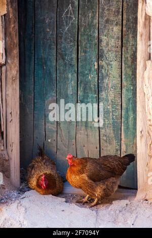 Due galli o polli accanto ad una porta nel villaggio di Kandovan, provincia dell'Azerbaigian orientale, Iran Foto Stock