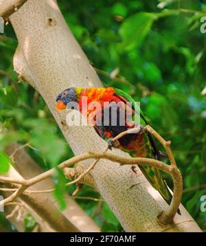 Un pappagallo colorato si trova su un ramo di albero. Un pappagallo verde con un becco rosso e una testa blu su uno sfondo verde della giungla. Foto Stock