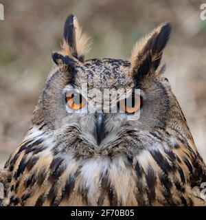 Il gufo dell'aquila europea (Bubo bubo) fissa la fotocamera con gli occhi arancioni luminosi. e soffiato su piume brune. Rapace eurasiatico Foto Stock