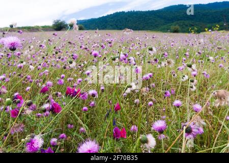 Fiori di Cheirolophus selvaggi in colori malva vs violetto Foto Stock