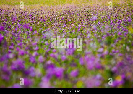 Fiori di Cheirolophus selvaggi in colori malva vs violetto Foto Stock