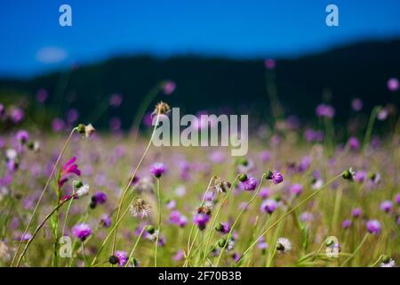 Fiori di Cheirolophus selvaggi in colori malva vs violetto Foto Stock