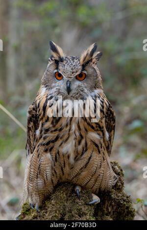 Il gufo dell'aquila europea (Bubo bubo) fissa la fotocamera con gli occhi arancioni luminosi. e soffiato su piume brune. Rapace eurasiatico Foto Stock