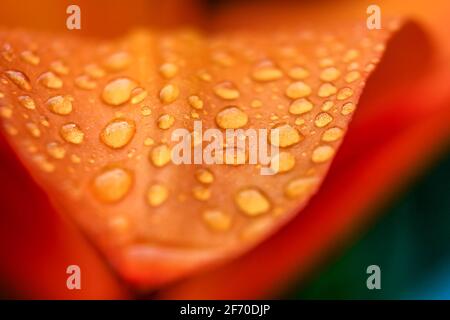 Primo piano di gigli d'arancio in fiore con gocce d'acqua Foto Stock