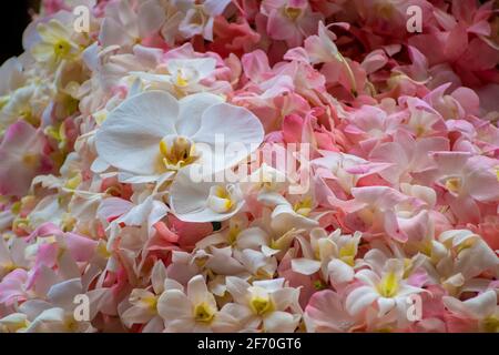 bella orchidea bianca e gialla con sfondo di altre orchidee di vari colori Foto Stock