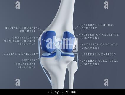 Vista posteriore delle ossa del ginocchio umano, della cartilagine e dei legamenti con etichette. Foto Stock