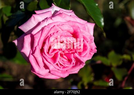 il colore meraviglioso di questa rosa perpetua ibrida nel giardino Foto Stock