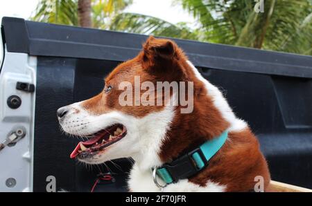 Terrier Border Collie mix - primo piano Foto Stock