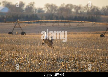 Un cervo a coda bianca di buck corre attraverso un campo di mais raccolto nel nord-est del South Dakota. Un irrigatore di campo e boschi è sullo sfondo. Foto Stock