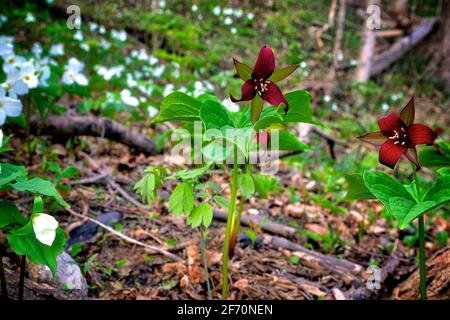 Primo piano di grandi fiori rossi trillium in fiore sul bella foresta Foto Stock