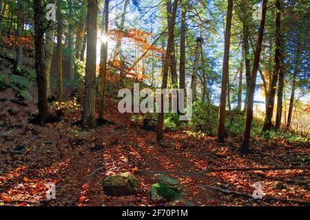 Foglie d'autunno copriva la foresta in un parco nazionale in Canada. Foto Stock