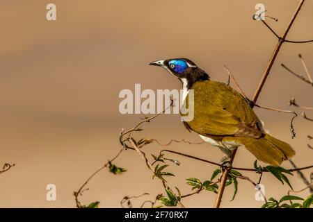 Blu-di fronte Honeyeater Foto Stock