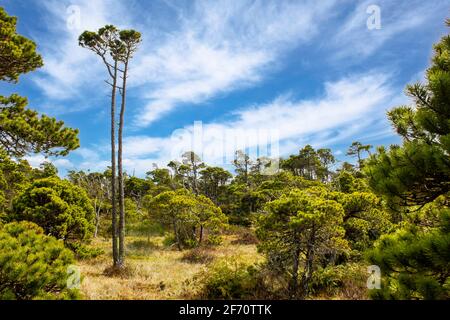 Alberi di pino soffiati dal vento lungo il sentiero Bog Forest sull'isola di Vancouver al Pacific Rim National Park Canada. Foto Stock