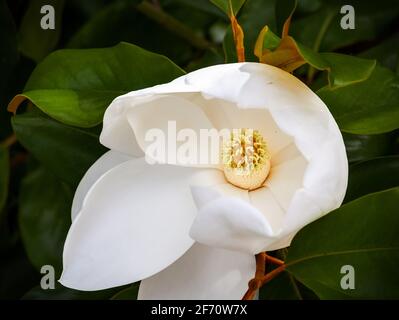 fiore magnolia primo piano in un albero con foglia verde scuro sfondo Foto Stock