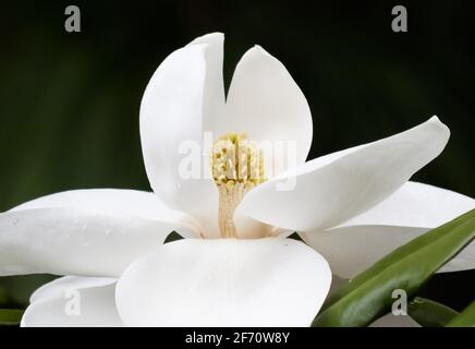 bianco magnolia fiore primo piano con sfondo verde scuro sfocato Foto Stock