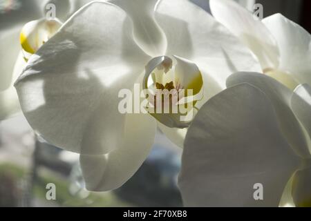 Orchidea bianca di Phalaenopsis, a volte chiamata 'Orchidea di Moth' in fiore Foto Stock