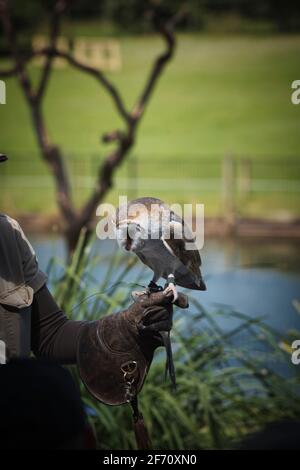 Gufo al koala di pino lone in Australia. Foto di alta qualità Foto Stock