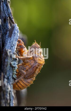 Guscio Cicada giorno-cane Foto Stock