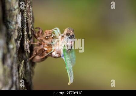 Dog-day Cicada emergenza da shell Foto Stock