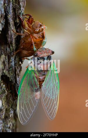 Dog-day Cicada emergenza da shell. L'immagine è un'immagine sovrapposta a fuoco. Foto Stock