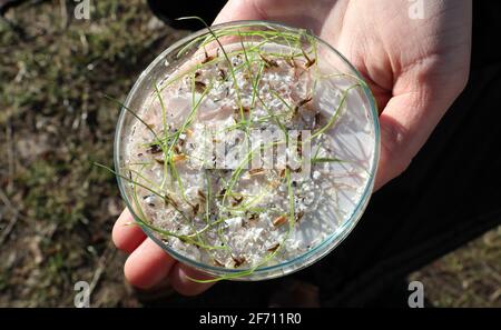 Rostock, Germania. 17 Marzo 2021. Christina Cornelsen, della Facoltà di Scienze agricole e ambientali dell'Università di Rostock, presenta una piastra Petri contenente un'erba di segale germinante con PVC nella gamma millimetrica. Nei test di laboratorio condotti dalla Facoltà di Scienze agricole, si è riscontrato che la capacità di germinazione della segale utilizzata come pianta modello è ridotta dalla microplastica. Credit: Bernd Wüstneck/dpa-Zentralbild/dpa/Alamy Live News Foto Stock