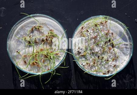 Rostock, Germania. 17 Marzo 2021. Piatti Petri con germinazione di segale alla Facoltà di Scienze agricole e ambientali dell'Università di Rostock: A sinistra senza microplastica, a destra con PVC nella gamma millimetrica. Nelle prove di laboratorio presso la Facoltà di Scienze agricole, si è riscontrato che la capacità germinativa della segale utilizzata come pianta modello è ridotta dalla microplastica. Credit: Bernd Wüstneck/dpa-Zentralbild/dpa/Alamy Live News Foto Stock