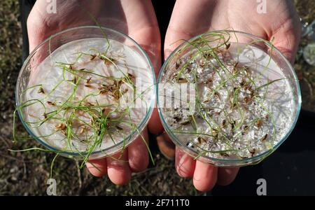 Rostock, Germania. 17 Marzo 2021. Christina Cornelsen della Facoltà di Scienze agricole e ambientali dell'Università di Rostock presenta piatti Petri con germinazione di segale: A sinistra senza microplastica, a destra con PVC nella gamma millimetrica. Nelle prove di laboratorio presso la Facoltà di Scienze agricole, si è riscontrato che la capacità germinativa della segale utilizzata come pianta modello è ridotta dalla microplastica. Credit: Bernd Wüstneck/dpa-Zentralbild/dpa/Alamy Live News Foto Stock