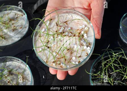 Rostock, Germania. 17 Marzo 2021. Christina Cornelsen, della Facoltà di Scienze agrarie e ambientali dell'Università di Rostock, possiede una piastra Petri contenente germinante di segale con microplastica, sullo sfondo a sinistra due capsule di Petri senza, a destra due capsule di Petri con microplastica. In esperimenti di laboratorio presso la Facoltà di Scienze agricole, si è scoperto che la capacità di germinazione della segale usata come pianta modello è ridotta da microplastica. Credit: Bernd Wüstneck/dpa-Zentralbild/dpa/Alamy Live News Foto Stock