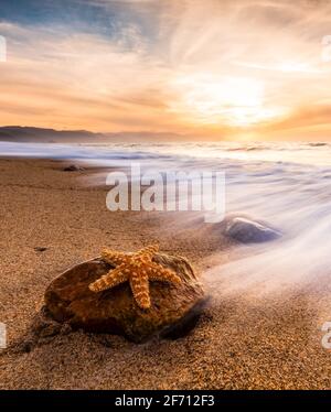 Uno Starfish è aggrappato a rack come un Ocean Wave Rushes to Shore al tramonto in formato immagine verticale Foto Stock