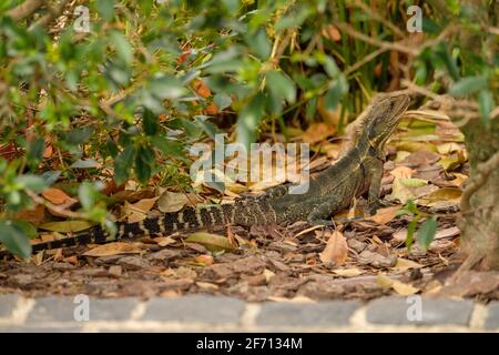 Al Lago di Alford, Gympie Foto Stock