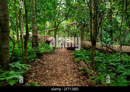 Sentieri dei Monti Bunya Foto Stock