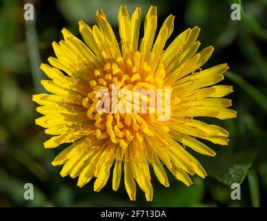 Una testa di fiore gialla di dente di leone (Taraxacum officinale). Dente di leone comune che fiorisce nella primavera iniziale. Macro. Dettaglio. Primo piano. Foto Stock