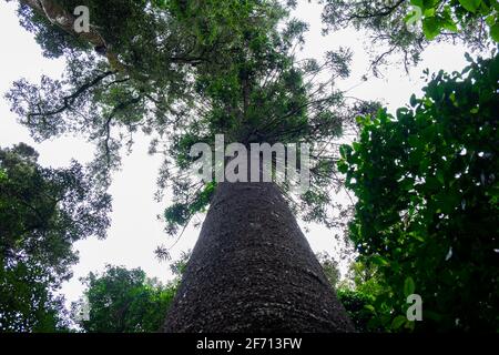 Guardando su un pino Bunya Foto Stock