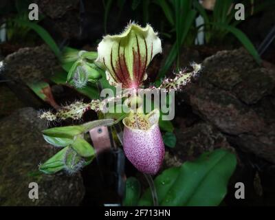 Viola e verde Lady Slipper Orchid in fiore Foto Stock