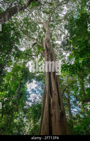 Sentieri dei Monti Bunya Foto Stock