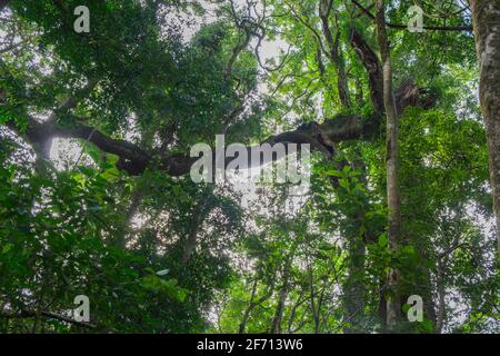 Sentieri dei Monti Bunya Foto Stock