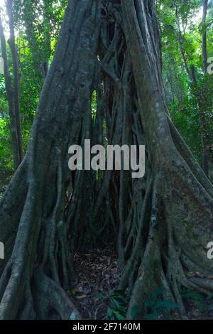 Sentieri dei Monti Bunya Foto Stock