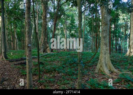 Sentieri dei Monti Bunya Foto Stock