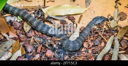 Morte comune sommatore (Acanthophis antarcticus) originario dell'Australia, uno dei serpenti di terra più velenosi Foto Stock