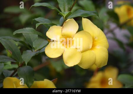 Tromba d'oro (Allamanda catartica) in piena fioritura in giardino : (Pix SShukla) Foto Stock