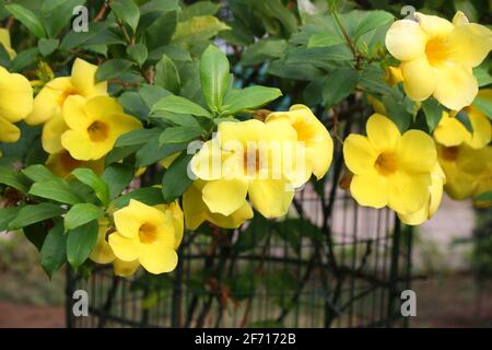 Tromba d'oro (Allamanda catartica) in piena fioritura in giardino : (Pix SShukla) Foto Stock