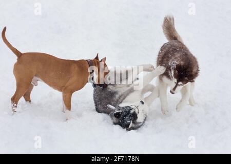 Due cuccioli di Husky siberiani e cuccioli di personale stanno giocando su una neve bianca nel parco invernale. Animali domestici. Cane purebred. Foto Stock